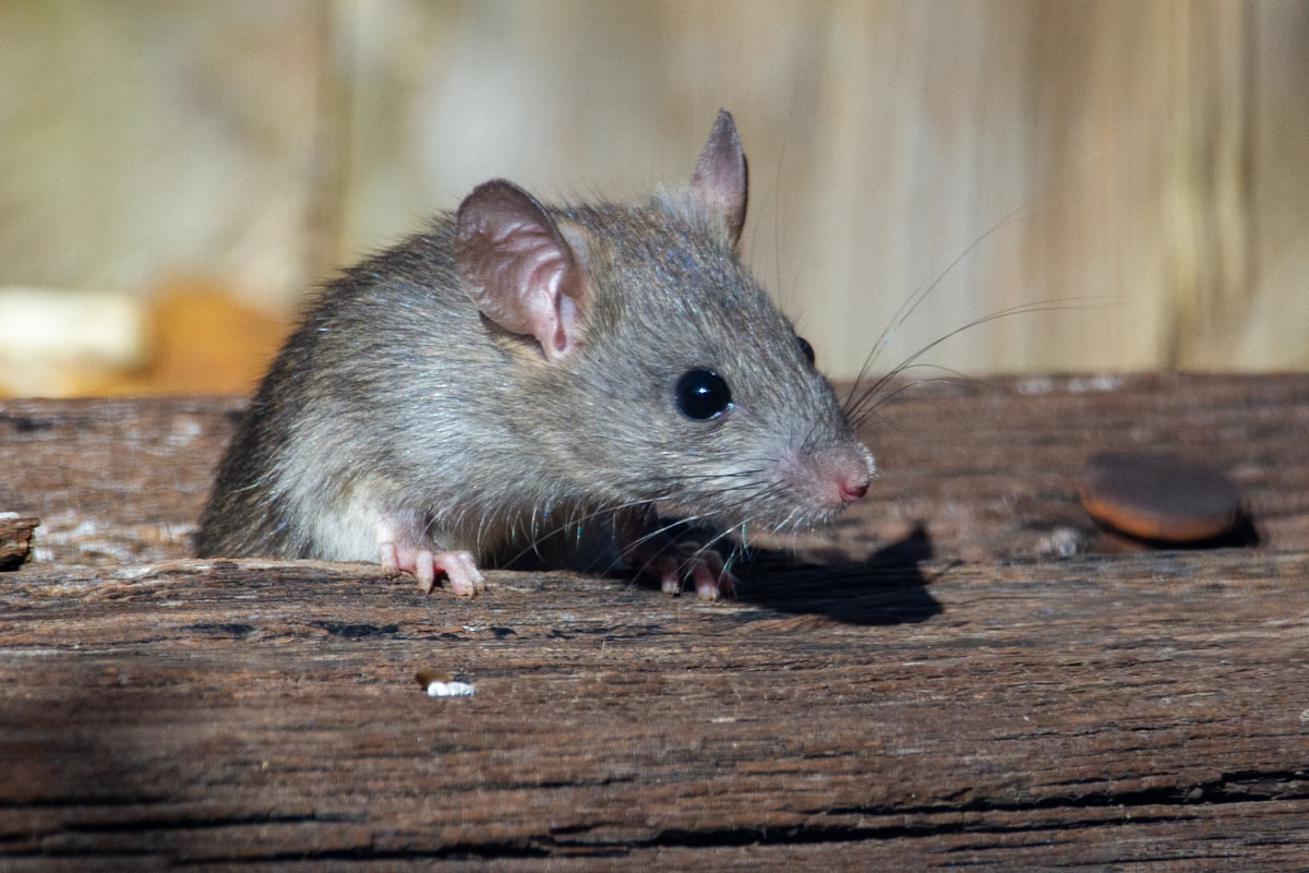 Bruine rat tussen het stro