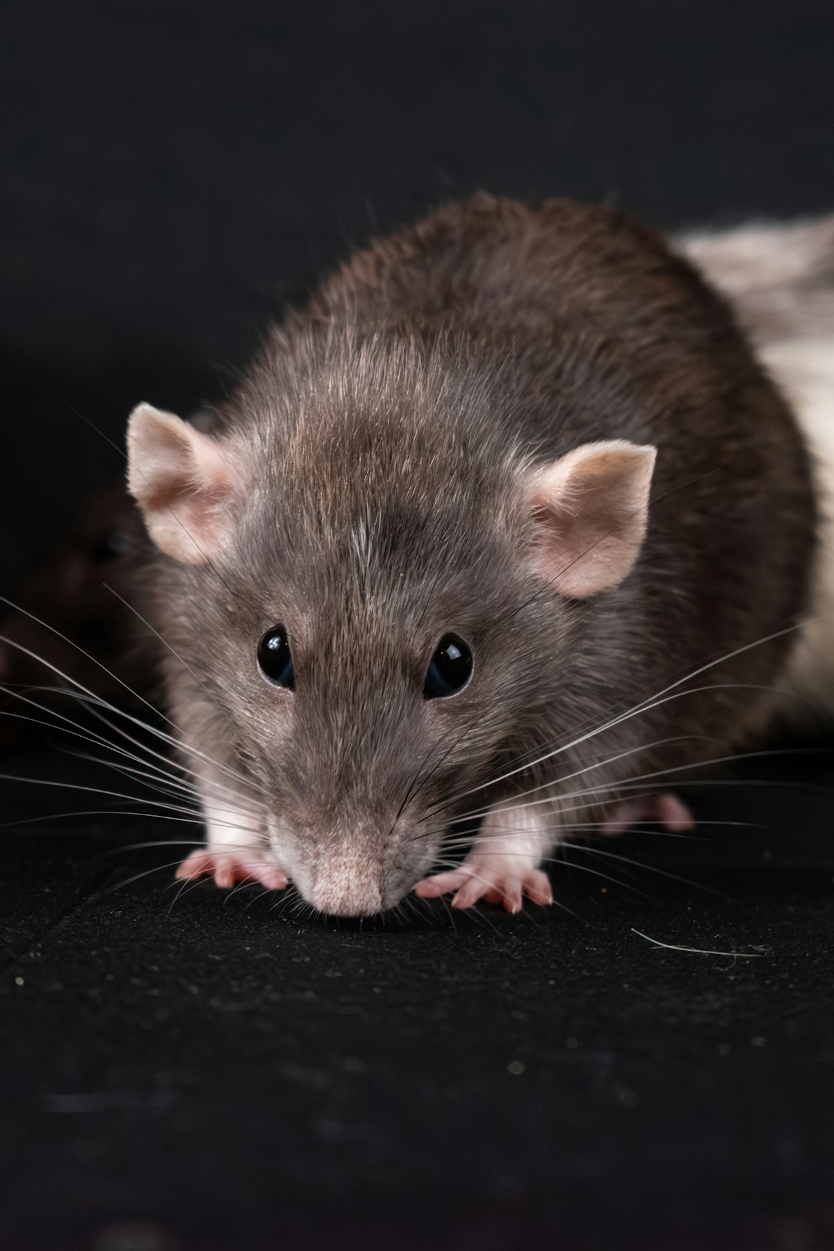 Bruine rat van dichtbij