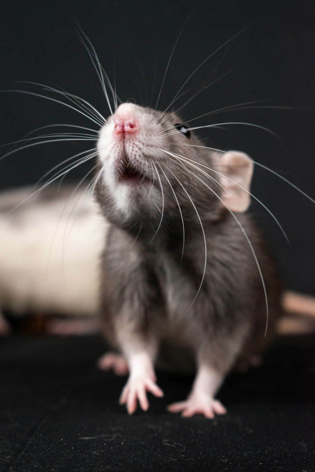 Rat in de schaduw langs een muur