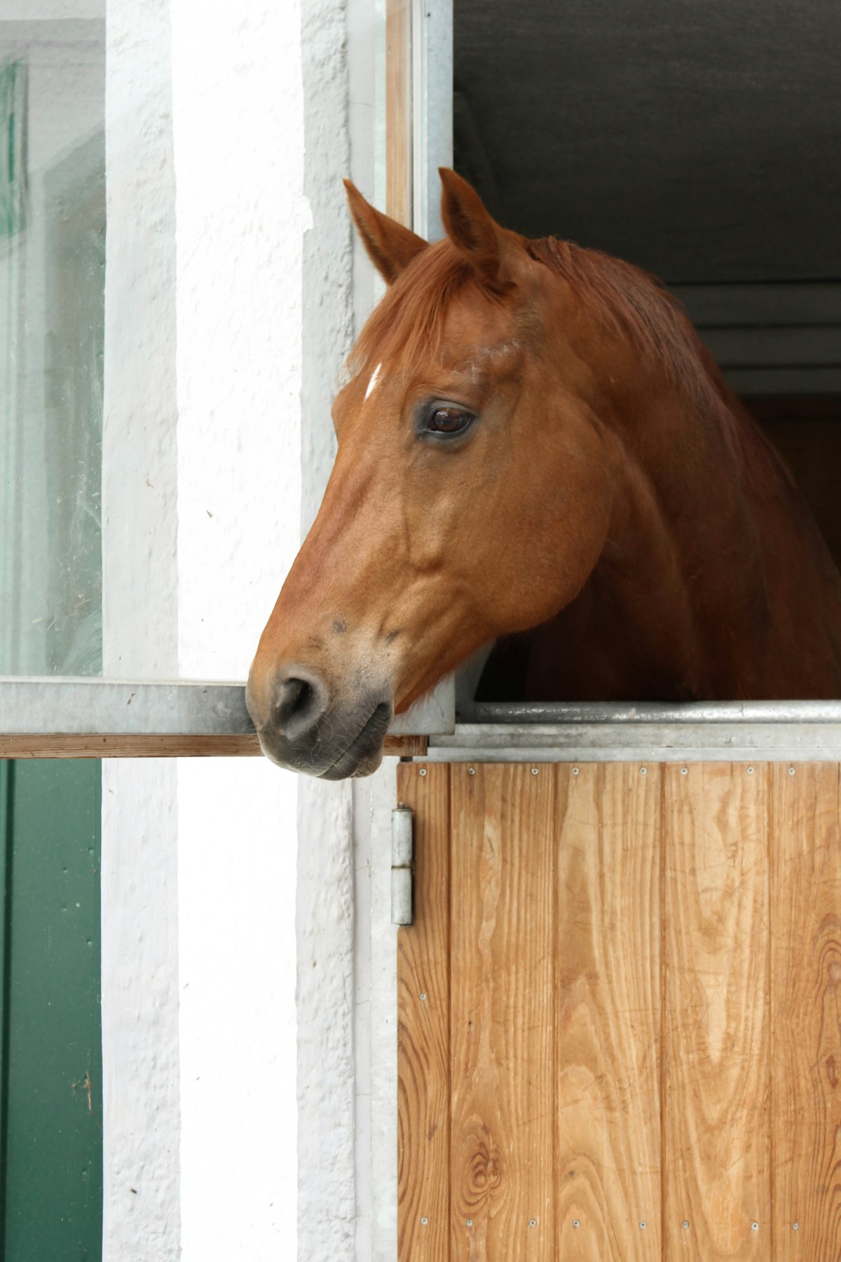 Paard in een stal van een manege